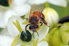 Bee Sitting On White Ornithigalum
