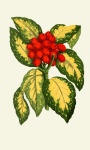 Berries, Leaves Vintage Clipart