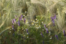 Bee Pasture Chamomile Flowers Field