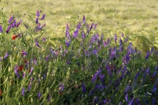 Bee Pasture Phacelia Flowers Field