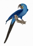 Bird Vintage Macaw Art