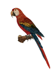 Bird Vintage Macaw Art