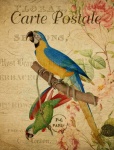 Bird Vintage Macaw Postcard