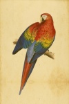 Bird Vintage Maccaw Clipart
