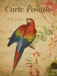 Bird Vintage Maccaw Postcard