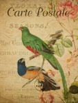 Birds Tropical Vintage Postcard