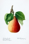 Pear Vintage Art Illustration