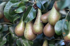 Pear Pear Tree Close Up Photo