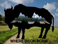 Bison Poster