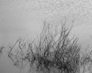Black And White Branches In Water