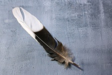 Black And White Feather On Grey