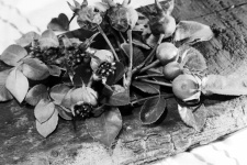 Black And White Image Of Rosehips
