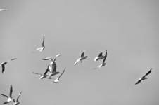 Black And White Seagulls Flying