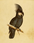 Black Cockatoo Vintage Art