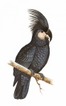 Black Cockatoo Vintage Clipart