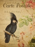 Black Cockatoo Vintage Postcard