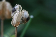 Black Seeds Visible In Seedpod