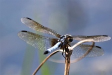 Blue Dasher Dragonfly Close-up