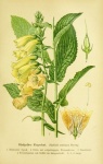 Flower Yellow Vintage Art
