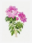 Flower Pink Vintage Art