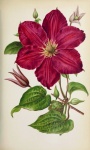 Flower Red Vintage Art