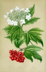 Flower White Vintage Art