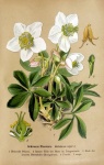 Flower White Vintage Art