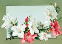 Flowers Vintage Art Card
