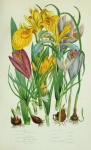 Flowers Bulbs Vintage Art
