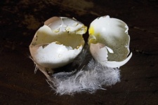 Broken Shells Of Dainty Bird&039;s Egg