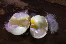 Broken Shells Of Dainty Bird&039;s Egg