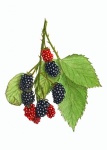 Blackberry Fruits Fruit Art