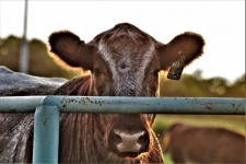 Brown Cow Behind Fence Close-up