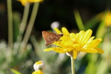 Brown Moth On A Yellow Flower