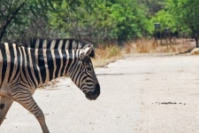 Burchell&039;s Zebra Crossing A Road