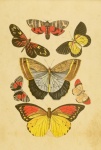 Butterflies Set Vintage Art