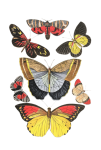 Butterflies Set Vintage Clipart