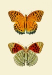 Butterfly Vintage Illustration