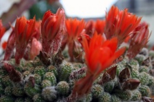 Cactuses With Red Flowers