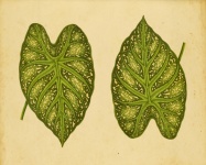 Caladium Leaf Vintage Art