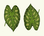 Caladium Leaf Vintage Art