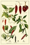 Capsicum Vintage Botanical Art