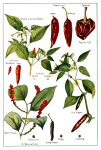 Capsicum Vintage Botanical Art