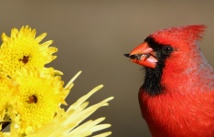 Cardinal Bird And Yellow Flowers