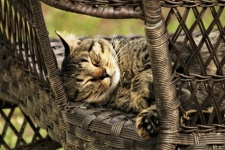Cat Napping In Patio Chair