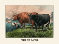 Cattle Vintage Art Print