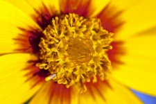 Center Of Yellow Tickseed Flower