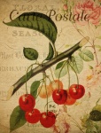 Cherry Fruit Vintage Postcard