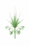 Clipart Vintage Cannabis Leaf