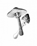Clipart Vintage Mushroom Motif